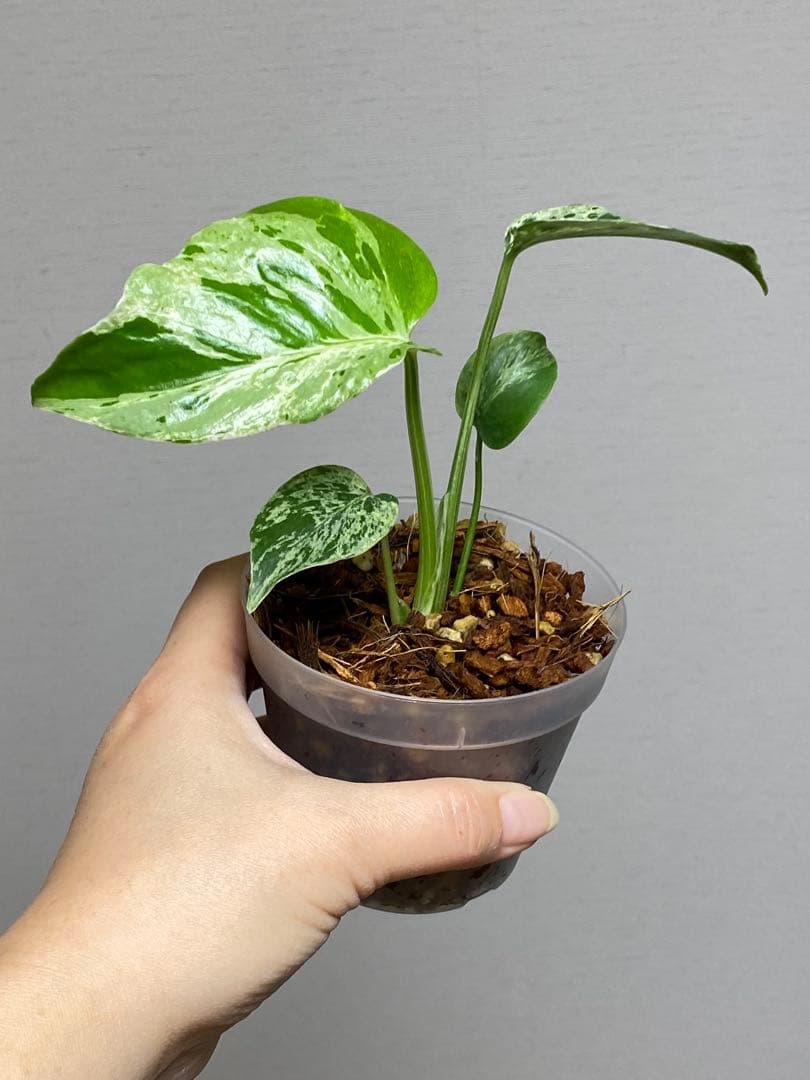 六*ん様 ②【将来有望株‼️】モンステラ　デリシオーサ　バルバソー　フシギダネ/