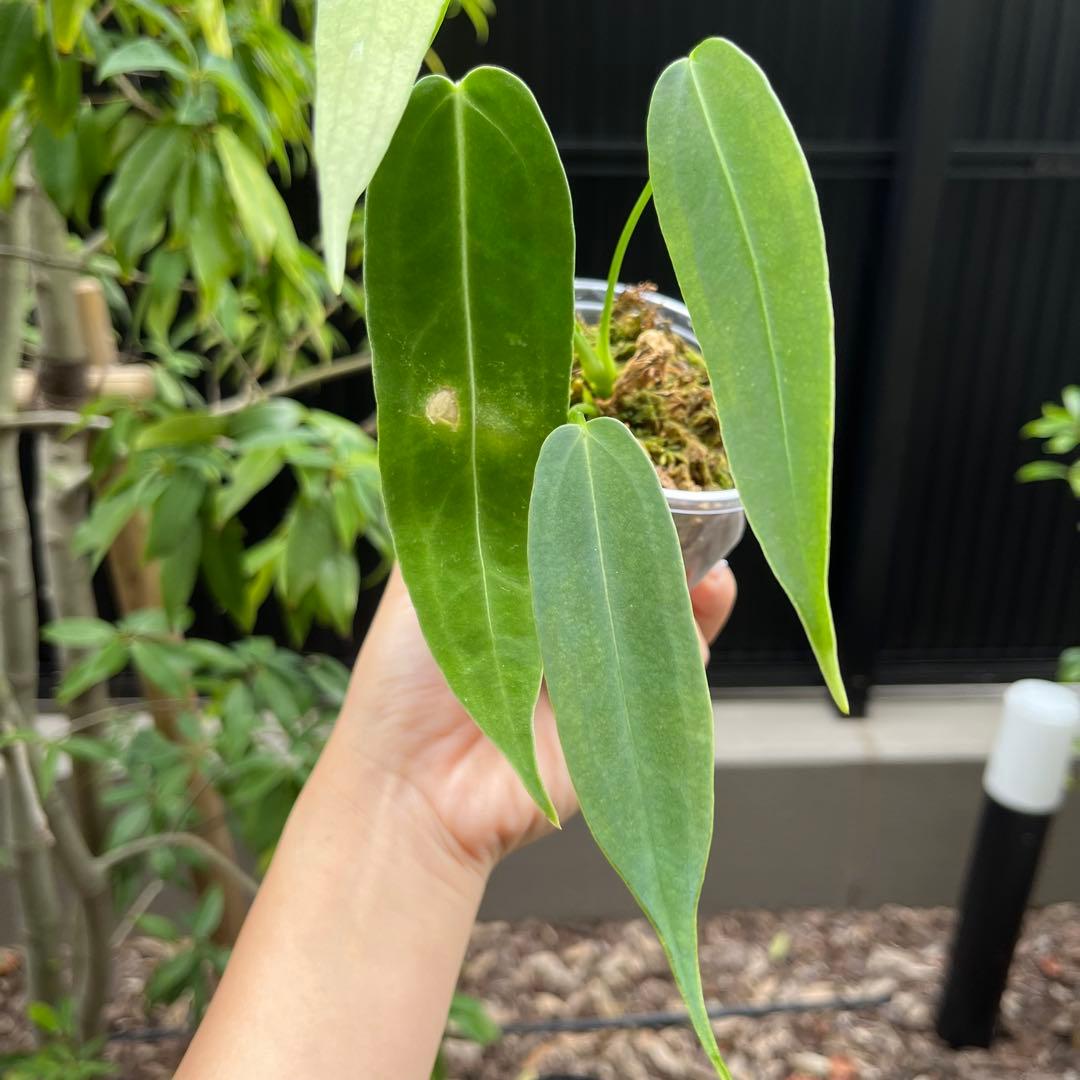 149 プリンスオブハート　Inverse crossing