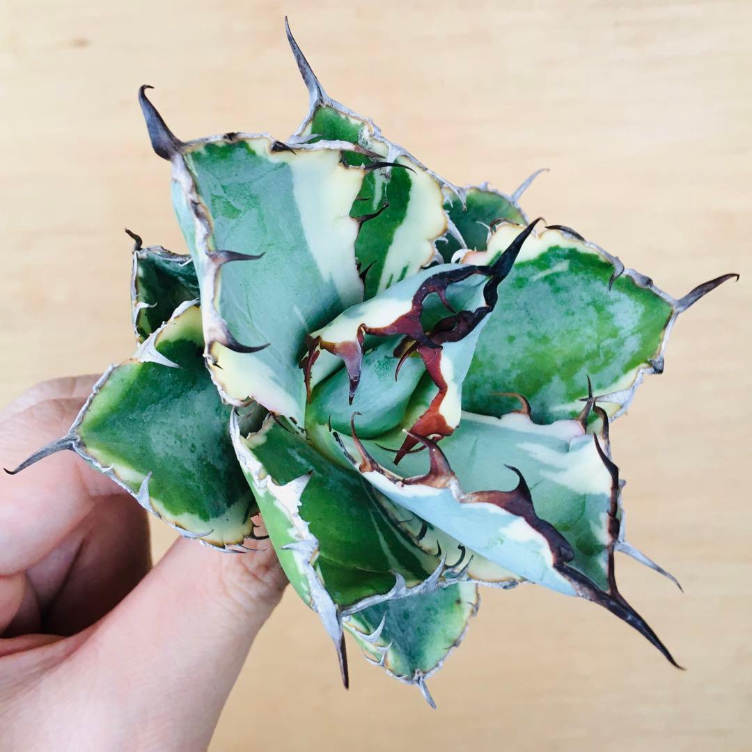 白鯨錦 クリーム覆輪斑 丸厚短葉ボールタイプ 強棘 TC株 アガベ チタノタ