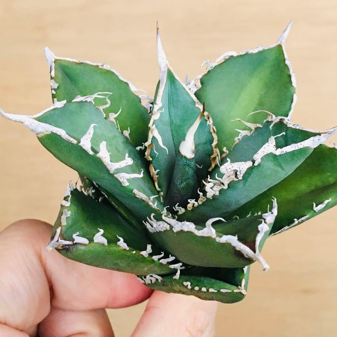 【稀少】2 巨歯鮫 巨歯鯊 メガロドン TC株 特選 アガベ チタノタ