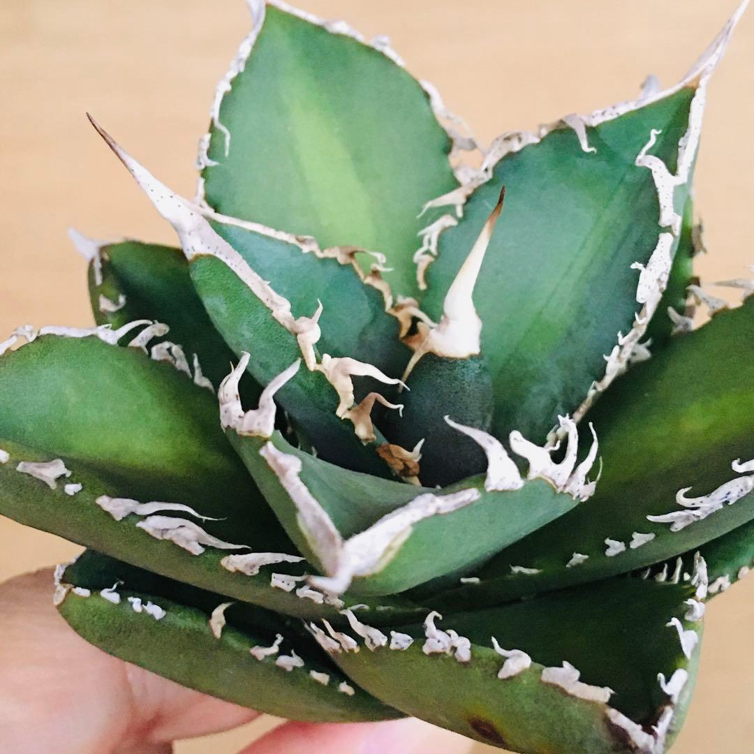 【稀少】2 巨歯鮫 巨歯鯊 メガロドン TC株 特選 アガベ チタノタ