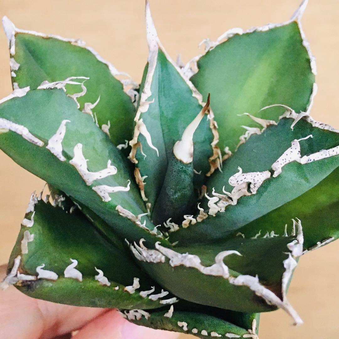 【稀少】2 巨歯鮫 巨歯鯊 メガロドン TC株 特選 アガベ チタノタ