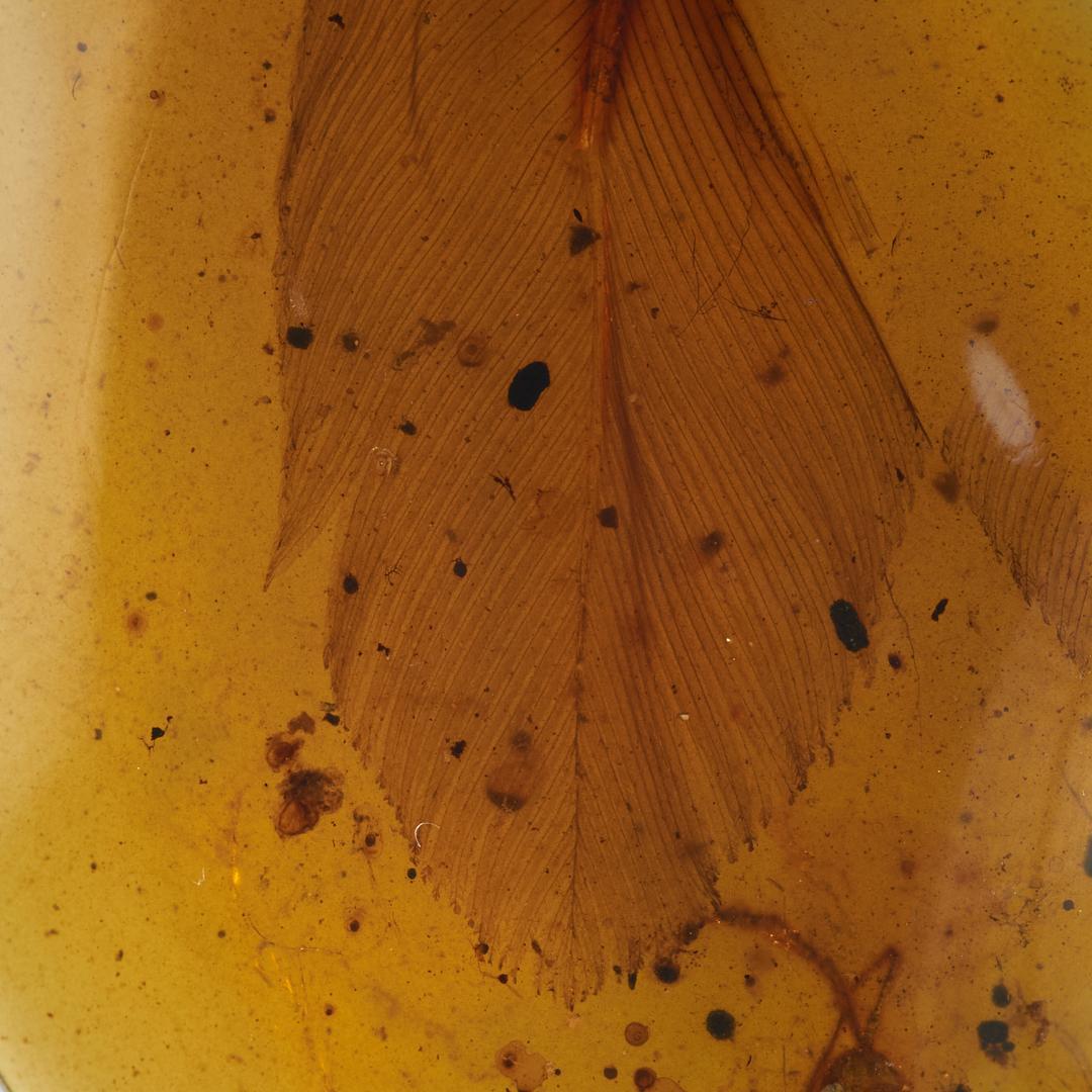 レア極上品 PA103虫入り琥珀化石　ミャンマーカムティかタナイ9900万年前