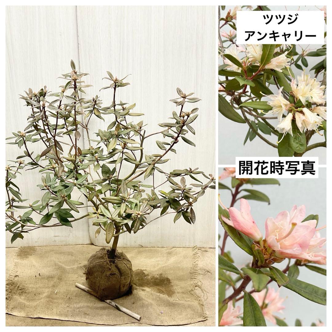 アンキャリーツツジ /98