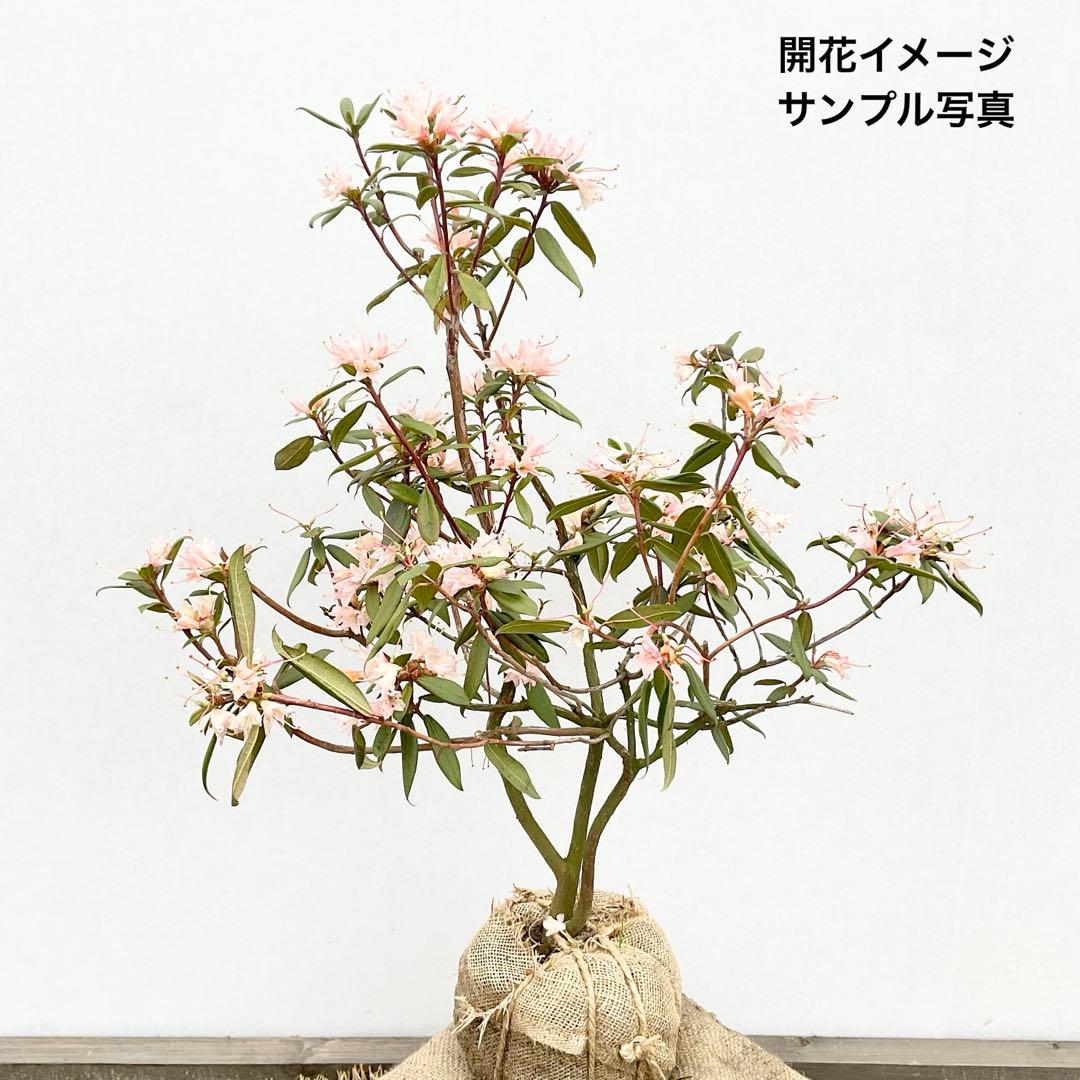 アンキャリーツツジ /98