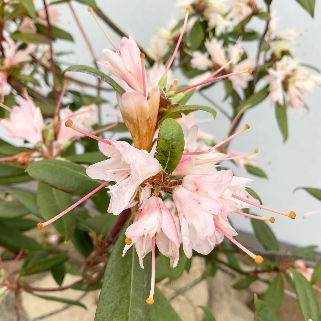 アンキャリーツツジ /98