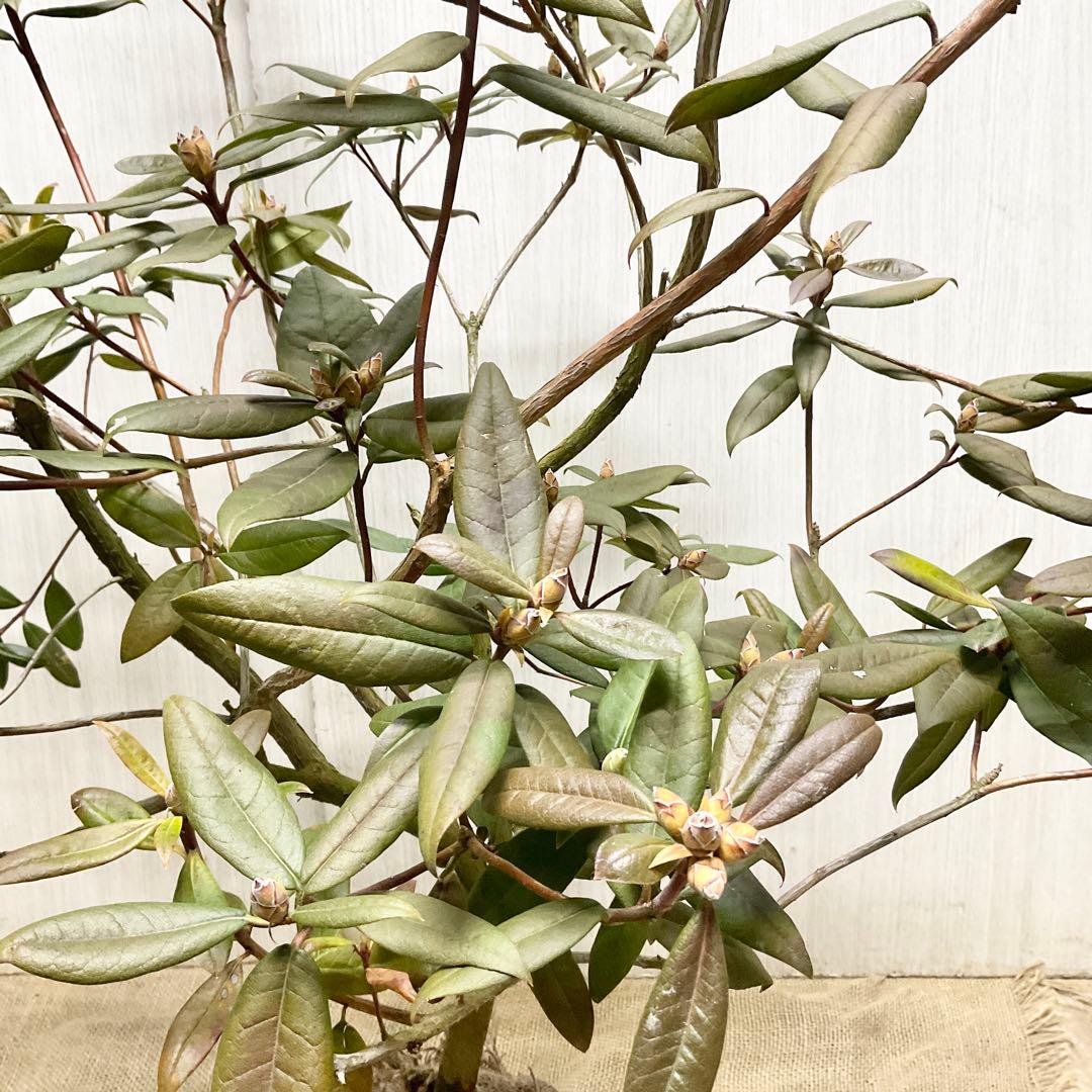 アンキャリーツツジ /98