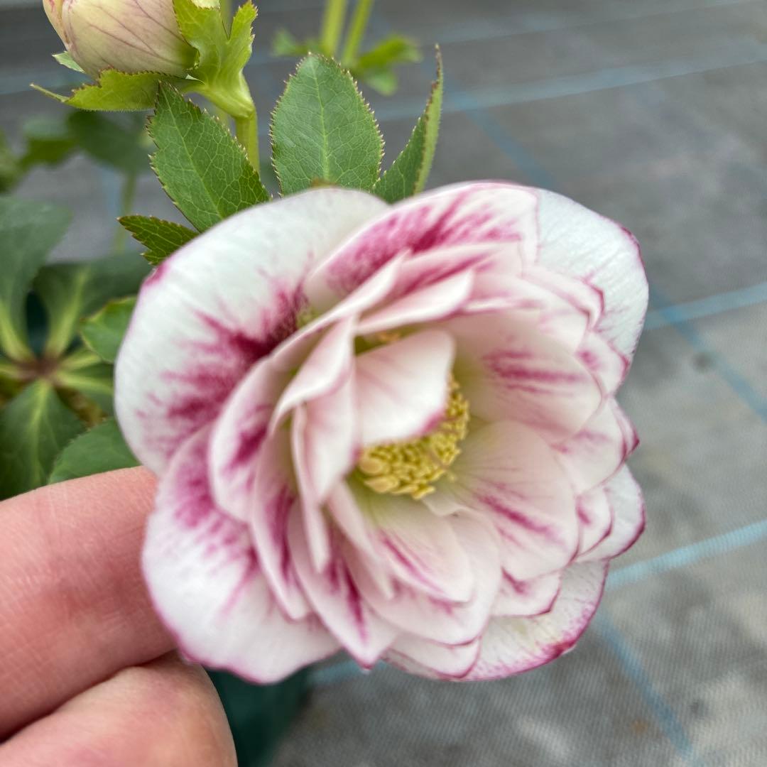 クリスマスローズ　超希少株　小輪かすりダブル　6寸