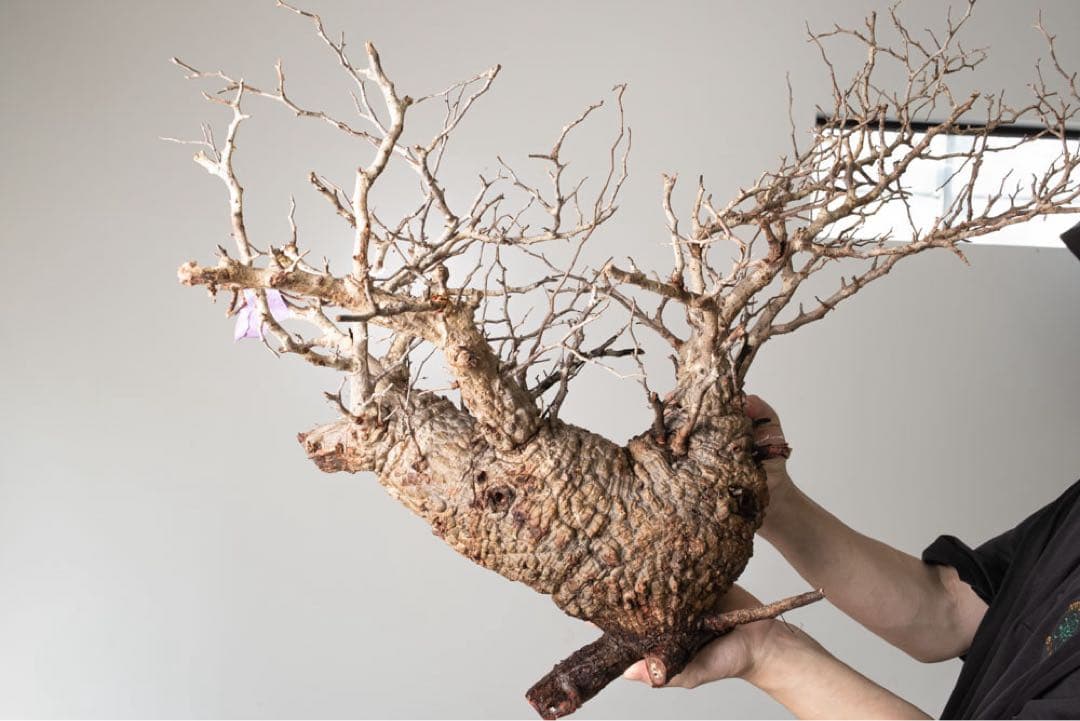 kk104 オペルクリカリア パキプス ベアルート株