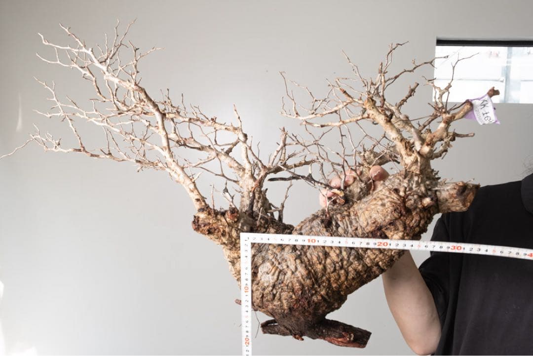 kk104 オペルクリカリア パキプス ベアルート株