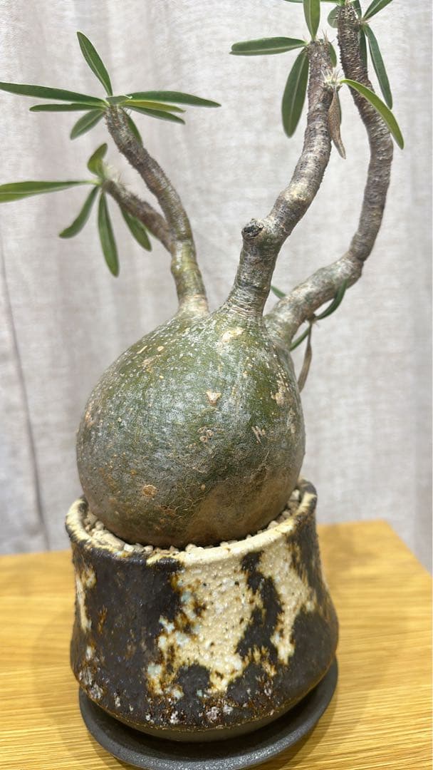 パキポディウム・グラキリス　現地球