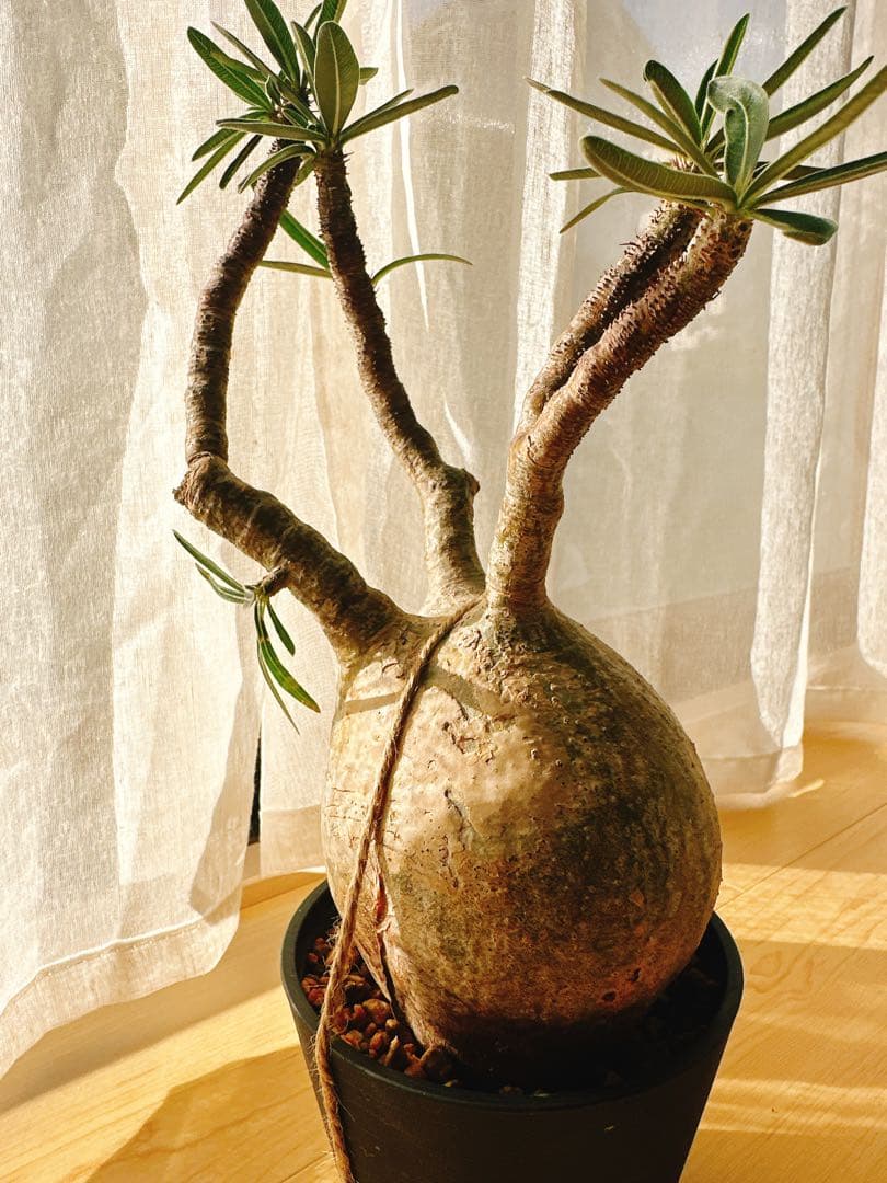 パキポディウム・グラキリス　現地球