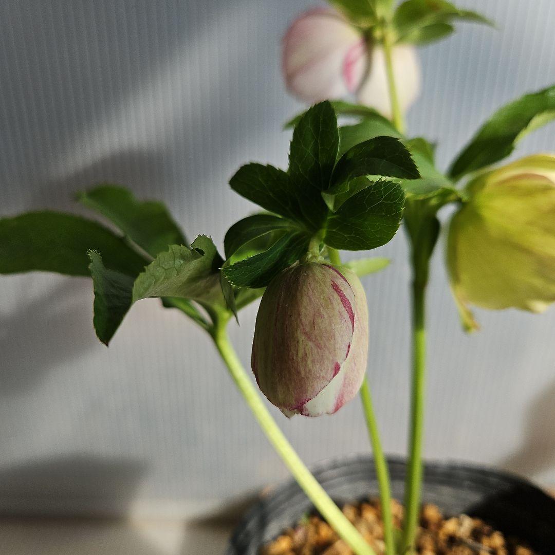 ★みぃ様ご購入苗㉖-11㉖-260クリスマスローズ