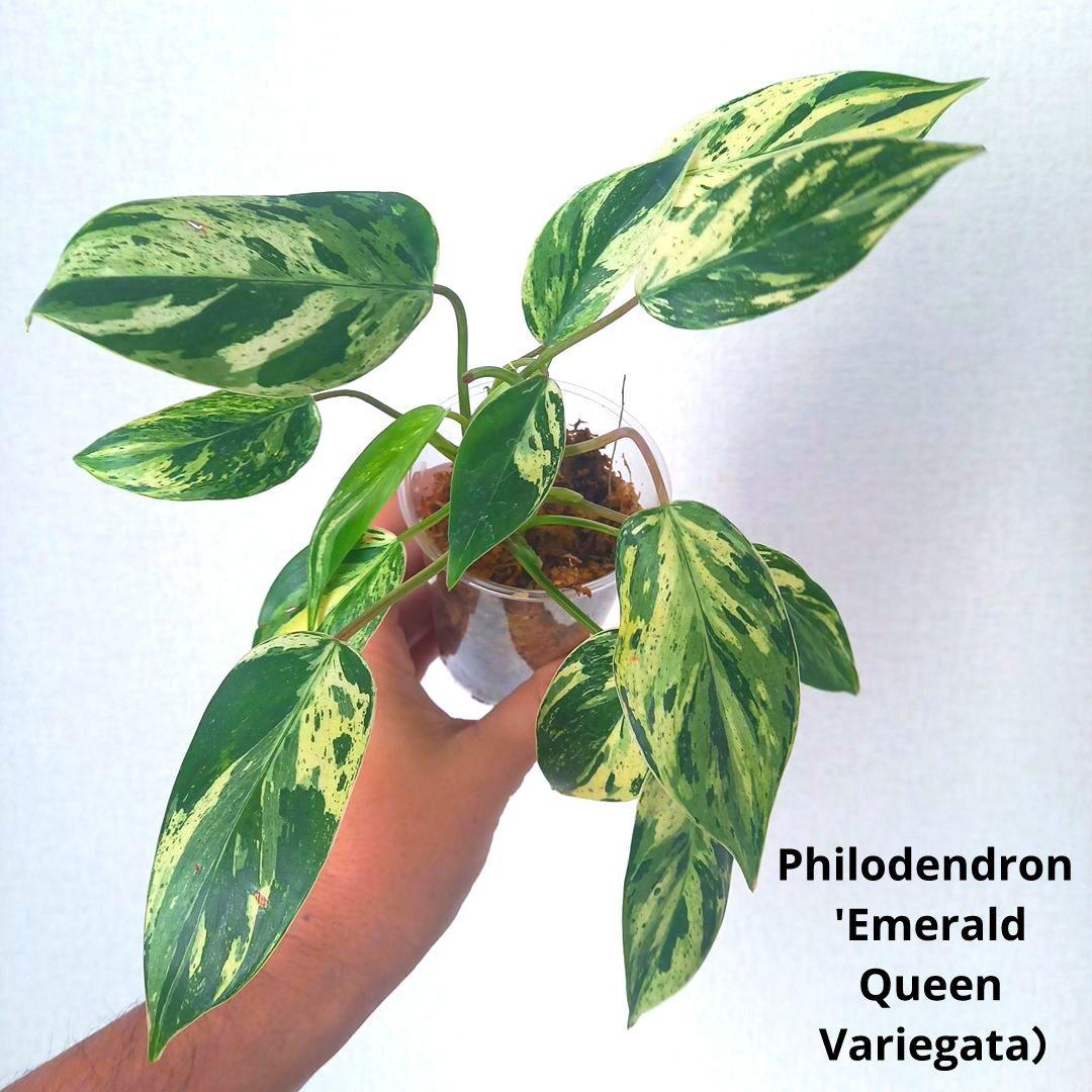 超希少 フィロデンドロン・エメラルドクイーン斑入