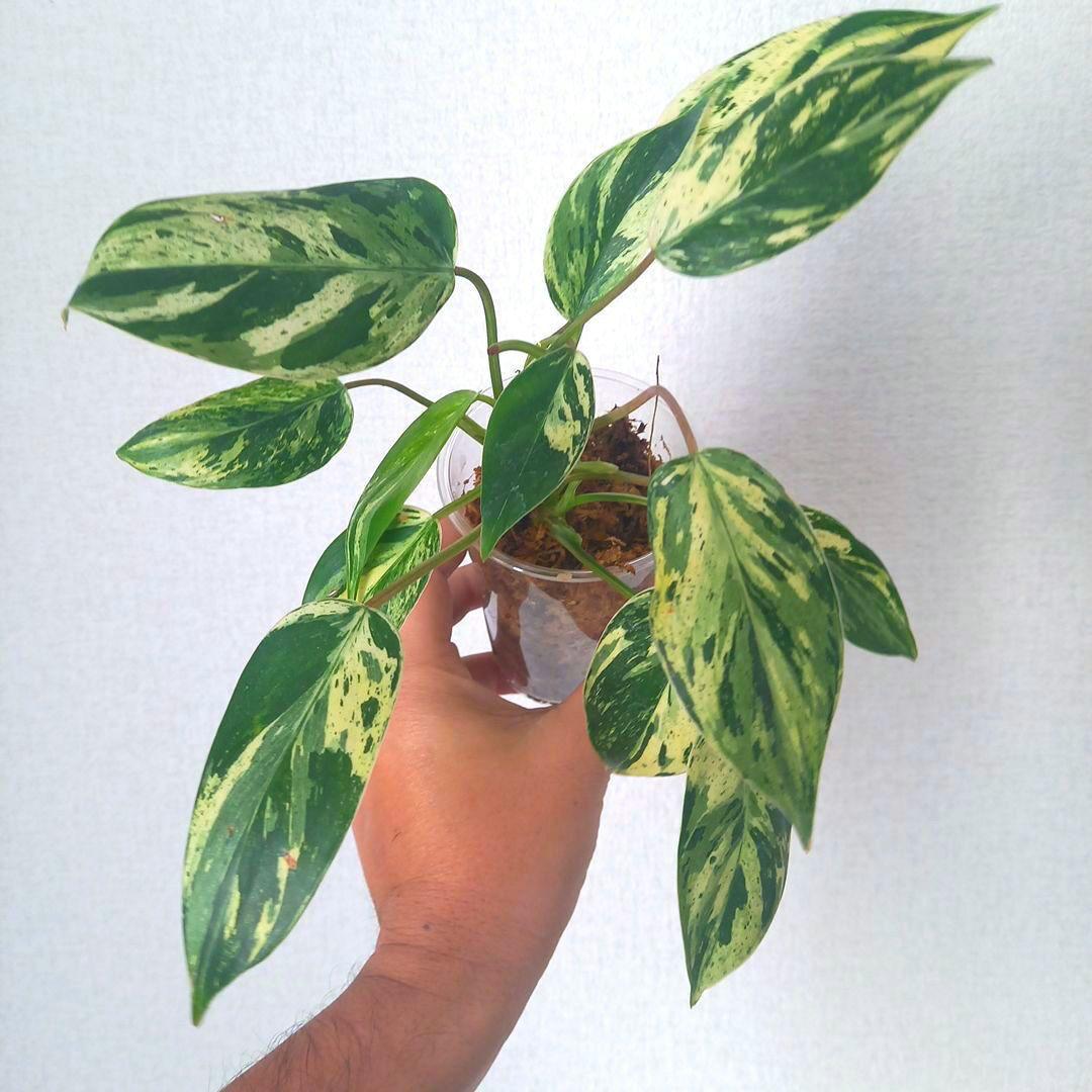 超希少 フィロデンドロン・エメラルドクイーン斑入