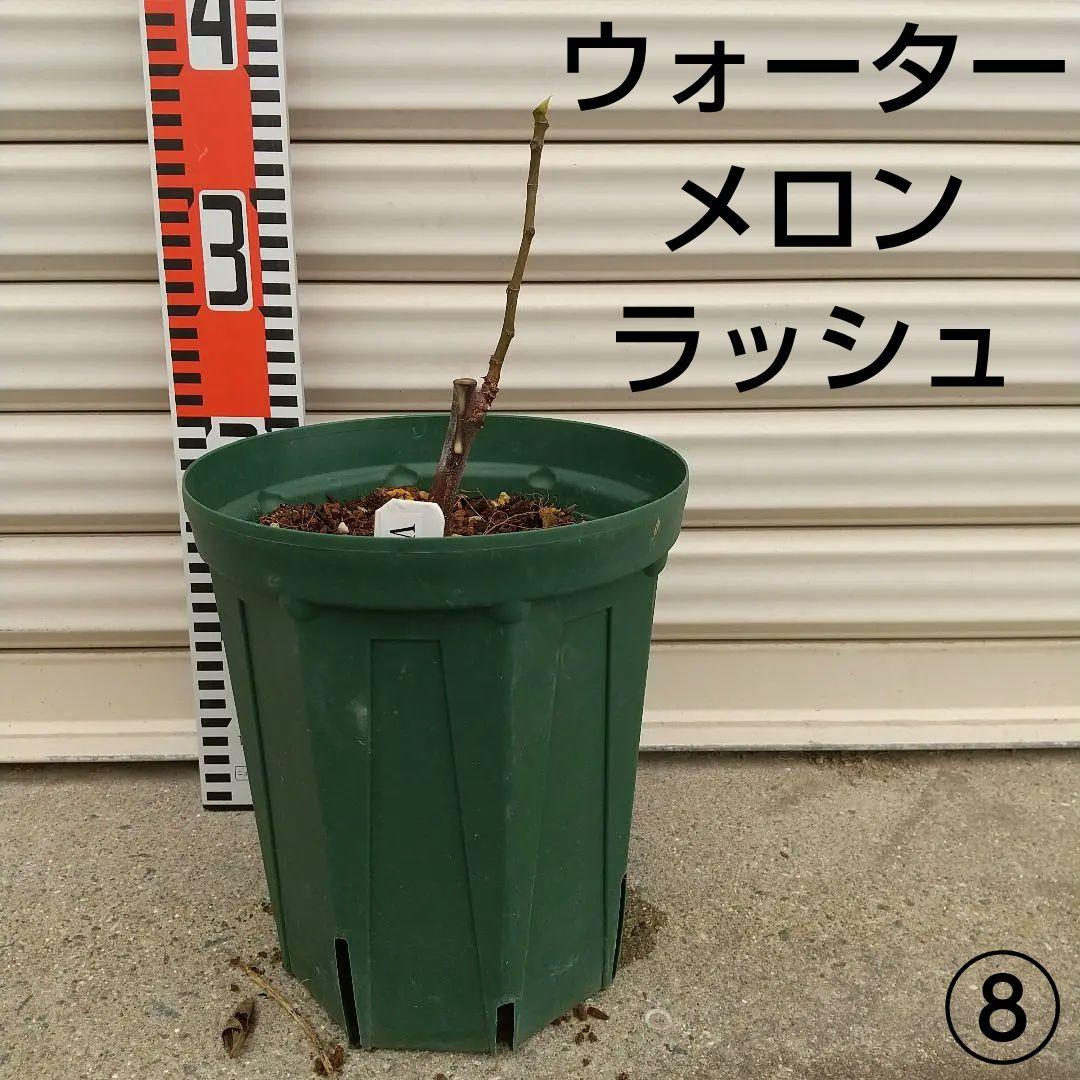 ⑧★希少高級イチジク苗木★【ウォーターメロンラッシュ⑧】〖1月31日撮影〗