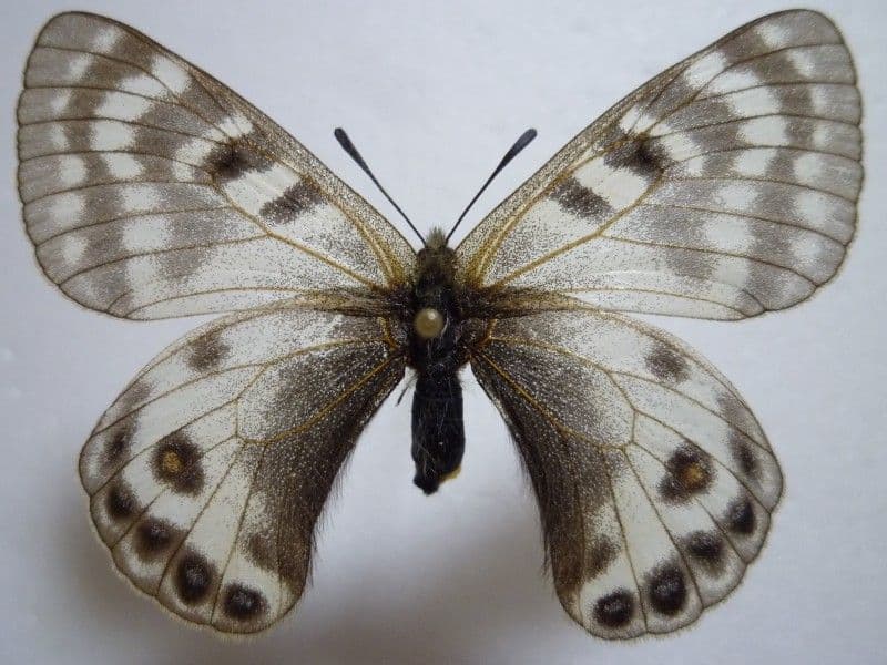 【外国産蝶標本】ステノゼムスウスバ♀/インド.ザンスカール産/57mm