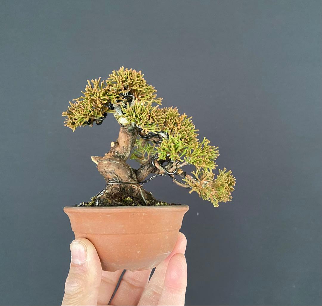 白木盆栽園　ミニ盆栽　糸魚川真柏　樹高9センチ　盆栽黒松赤松五葉松真柏観葉植物