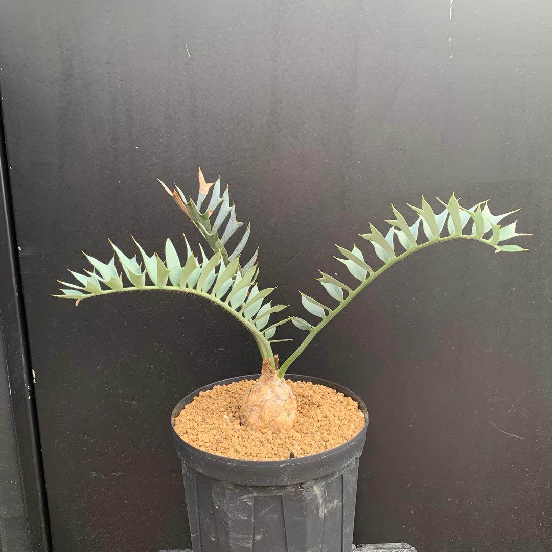 【南ア産・発根済】エンセファラルトス・ホリダス ｜No.3-50