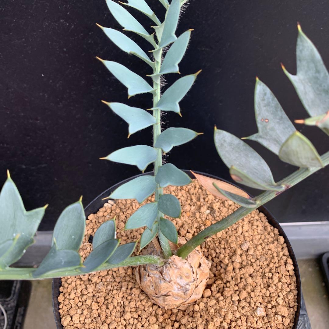 【南ア産・発根済】エンセファラルトス・ホリダス ｜No.3-50