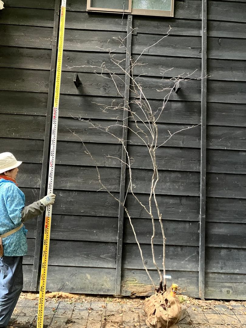 900 山採り　ナツハゼ