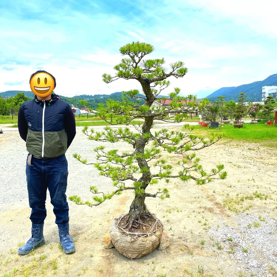 や*す様 三河黒松『全長約180㎝赤松/五葉松,盆栽 近畿地方限定着払い配達&植