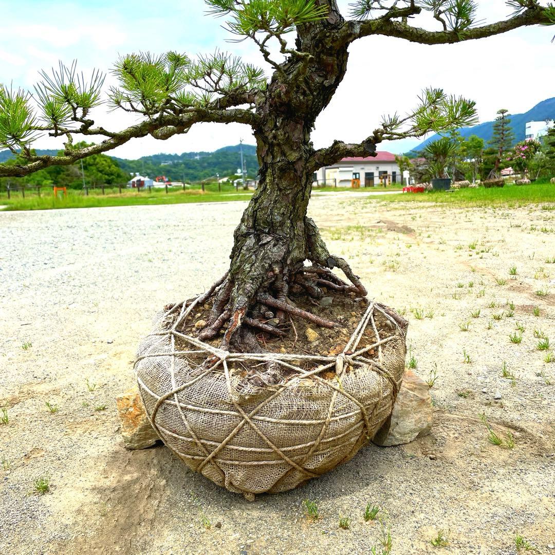 や*す様 三河黒松『全長約180㎝赤松/五葉松,盆栽 近畿地方限定着払い配達&植
