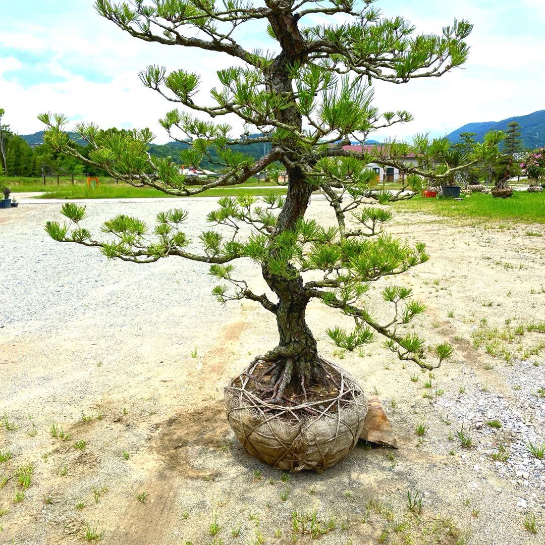 や*す様 三河黒松『全長約180㎝赤松/五葉松,盆栽 近畿地方限定着払い配達&植