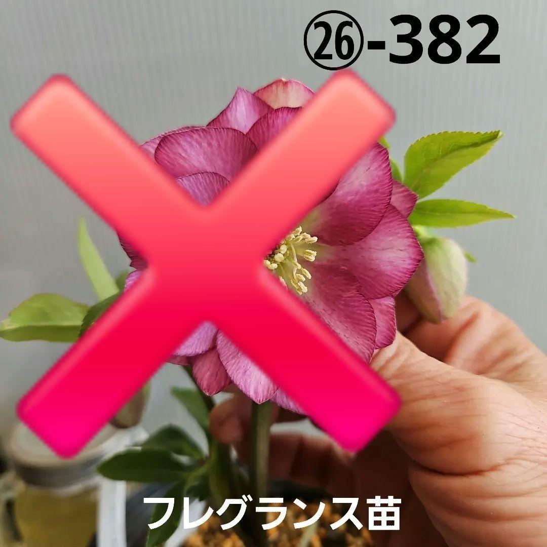 tokotoko様ご購入苗㉖-382クリスマスローズ