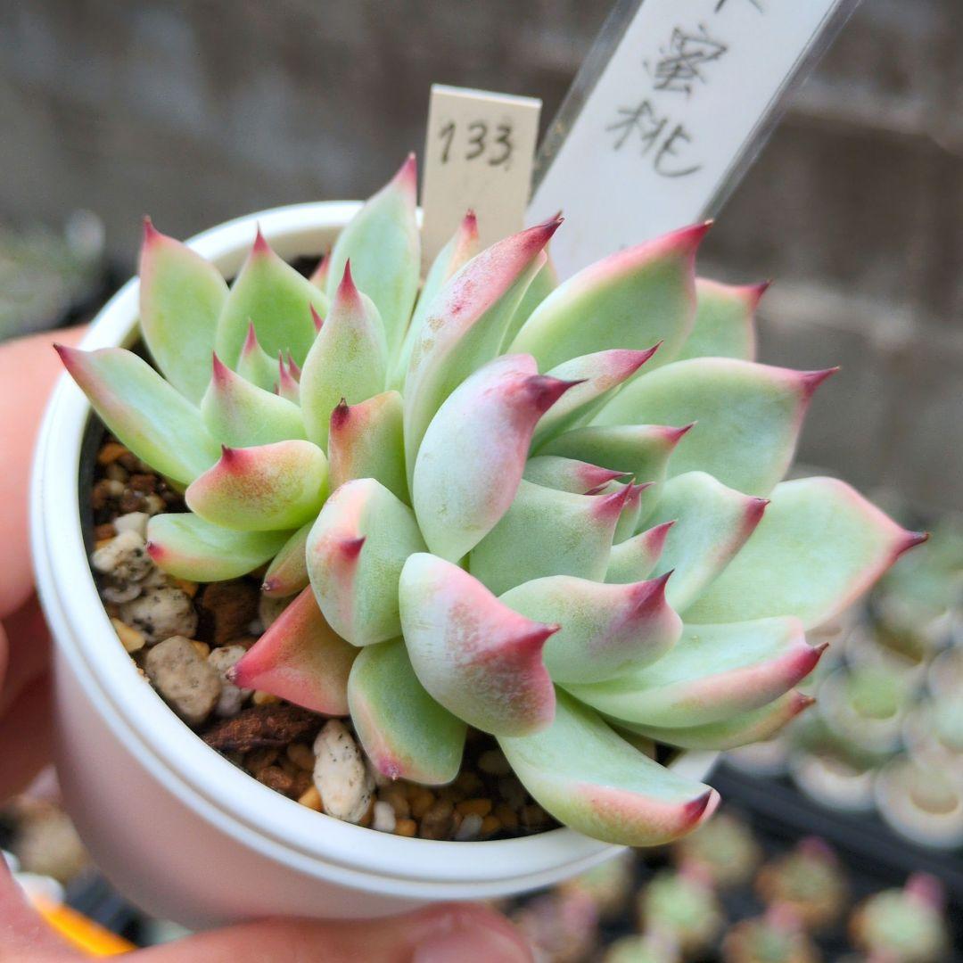 133. 多肉植物 水蜜桃 980円【抜き苗】