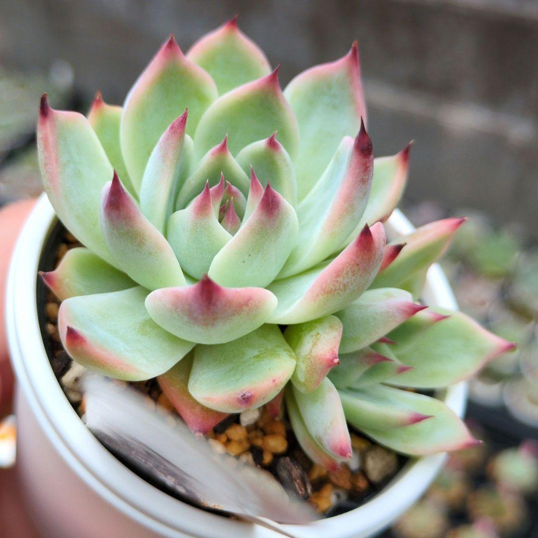 133. 多肉植物 水蜜桃 980円【抜き苗】