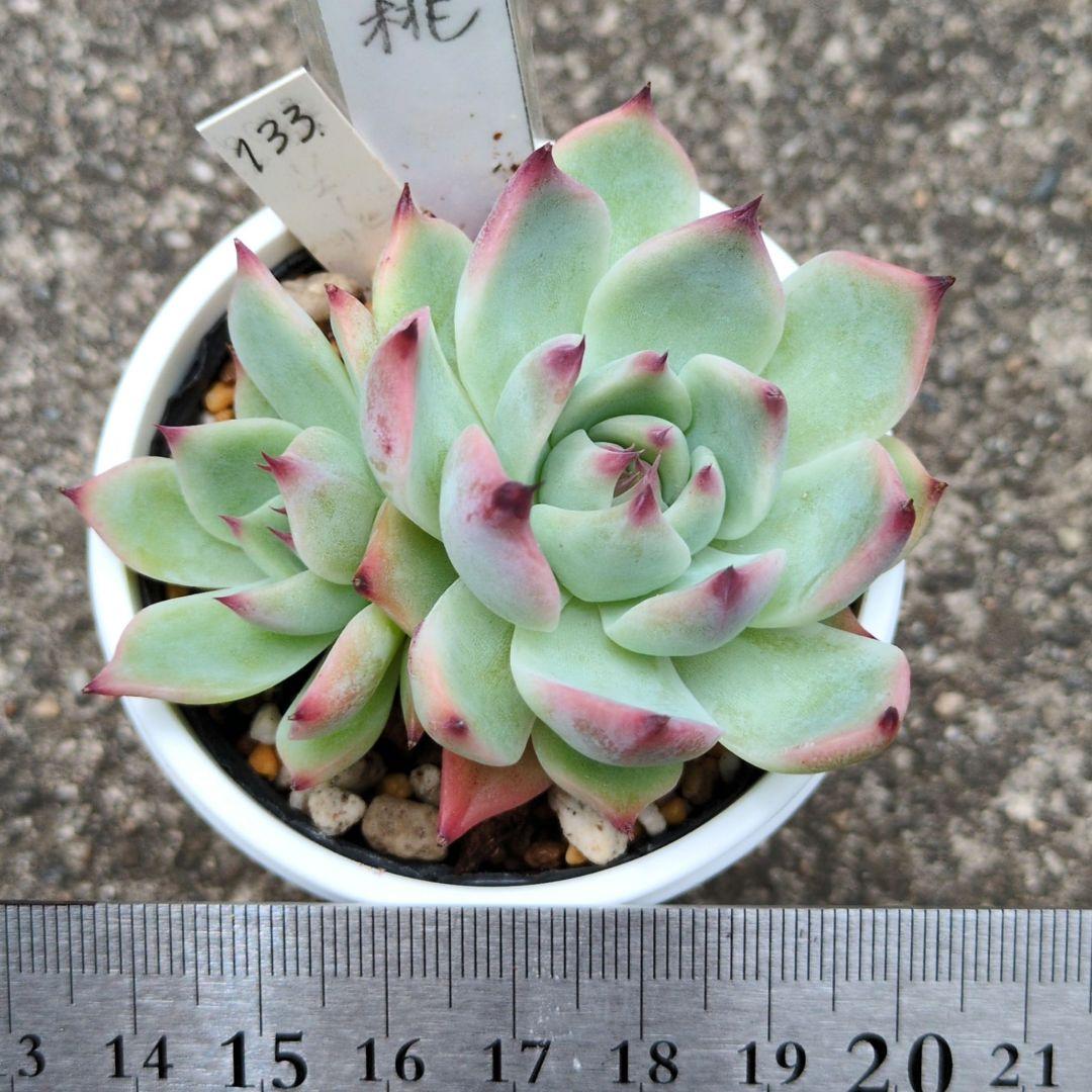 133. 多肉植物 水蜜桃 980円【抜き苗】