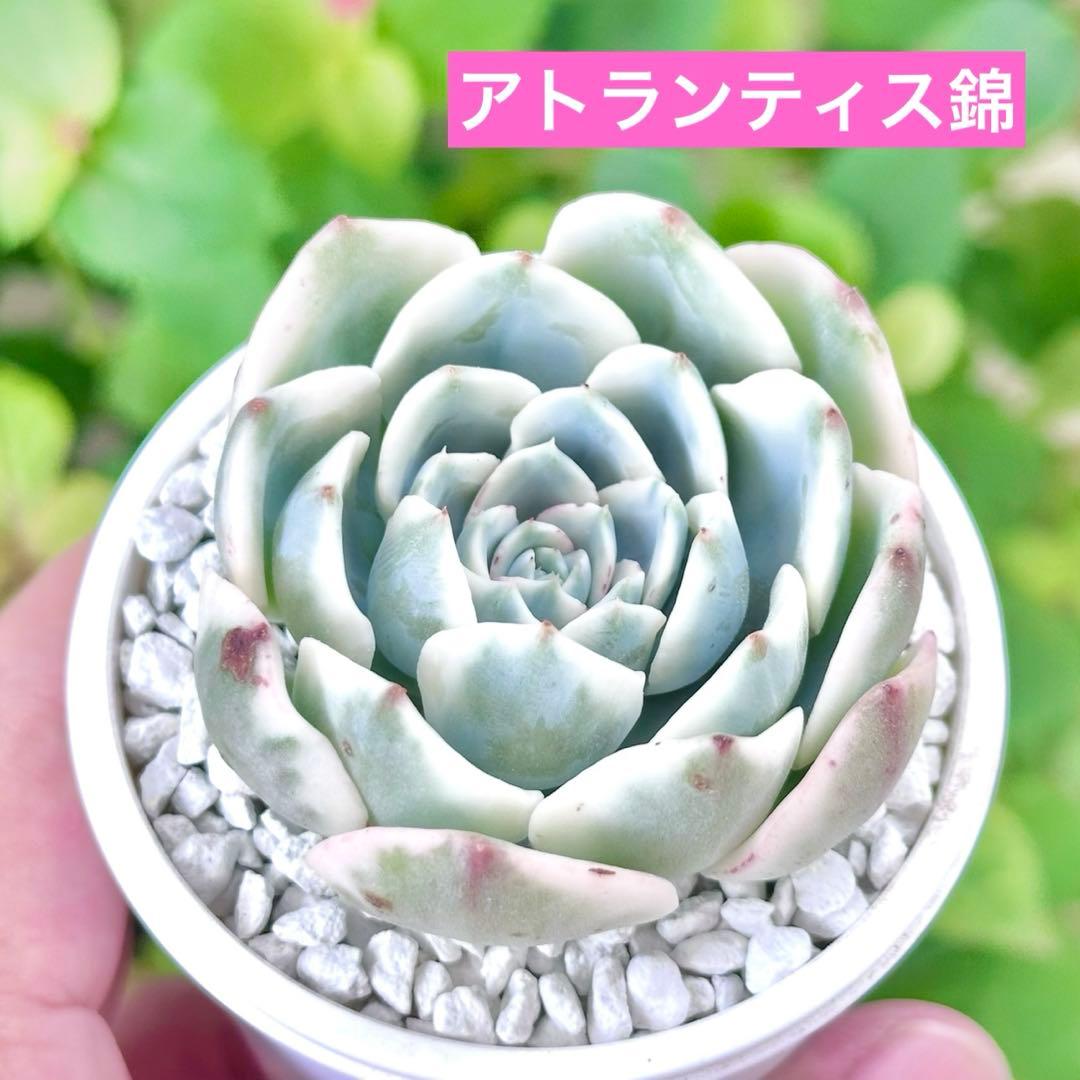 【サービス品@1000〜】アトランティス錦