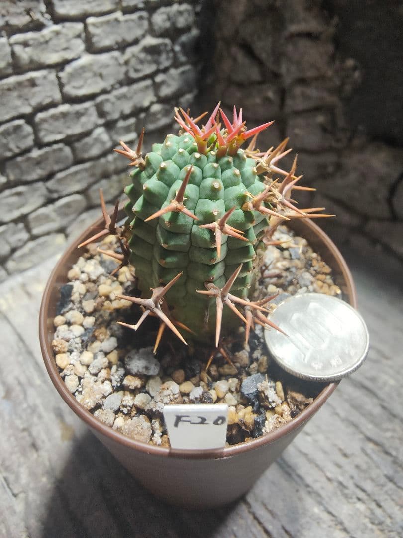 ユーフォルビア　群星冠　雌株　メス　カキコ　F20