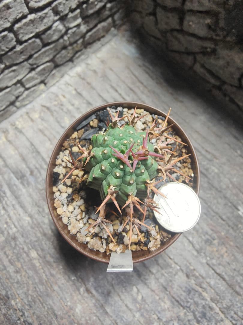 ユーフォルビア　群星冠　雌株　メス　カキコ　F20