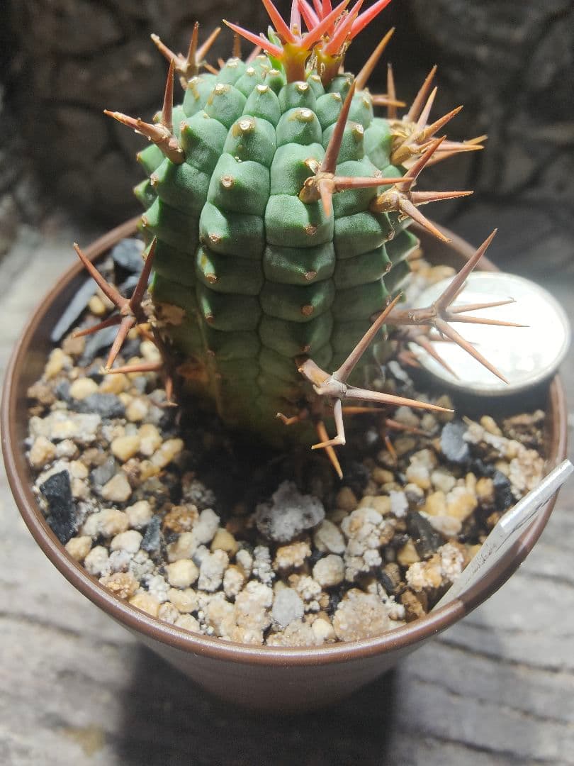 ユーフォルビア　群星冠　雌株　メス　カキコ　F20