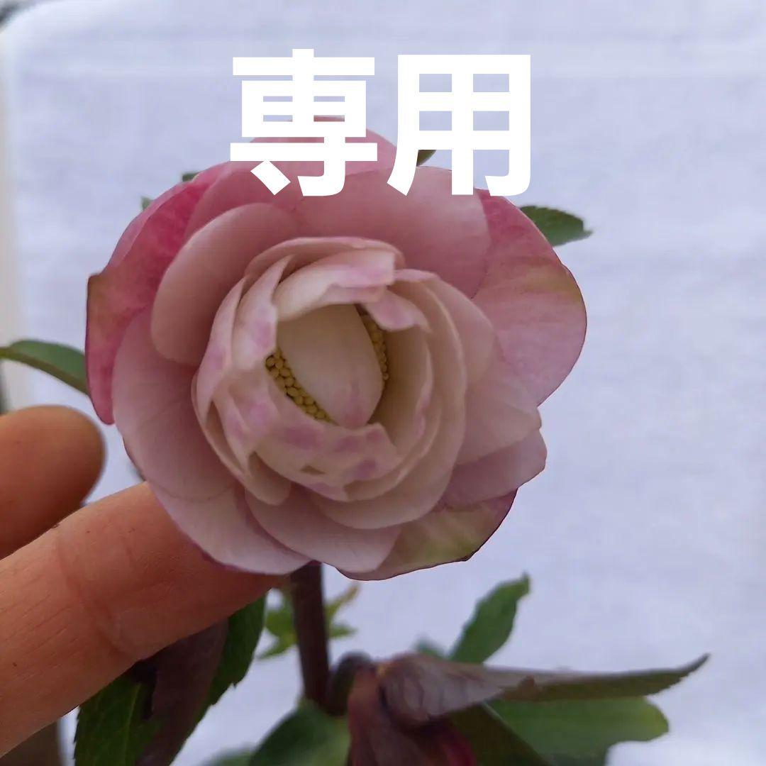 専用、優しいイチゴミルク系、クリスマスローズ、苗、開花株