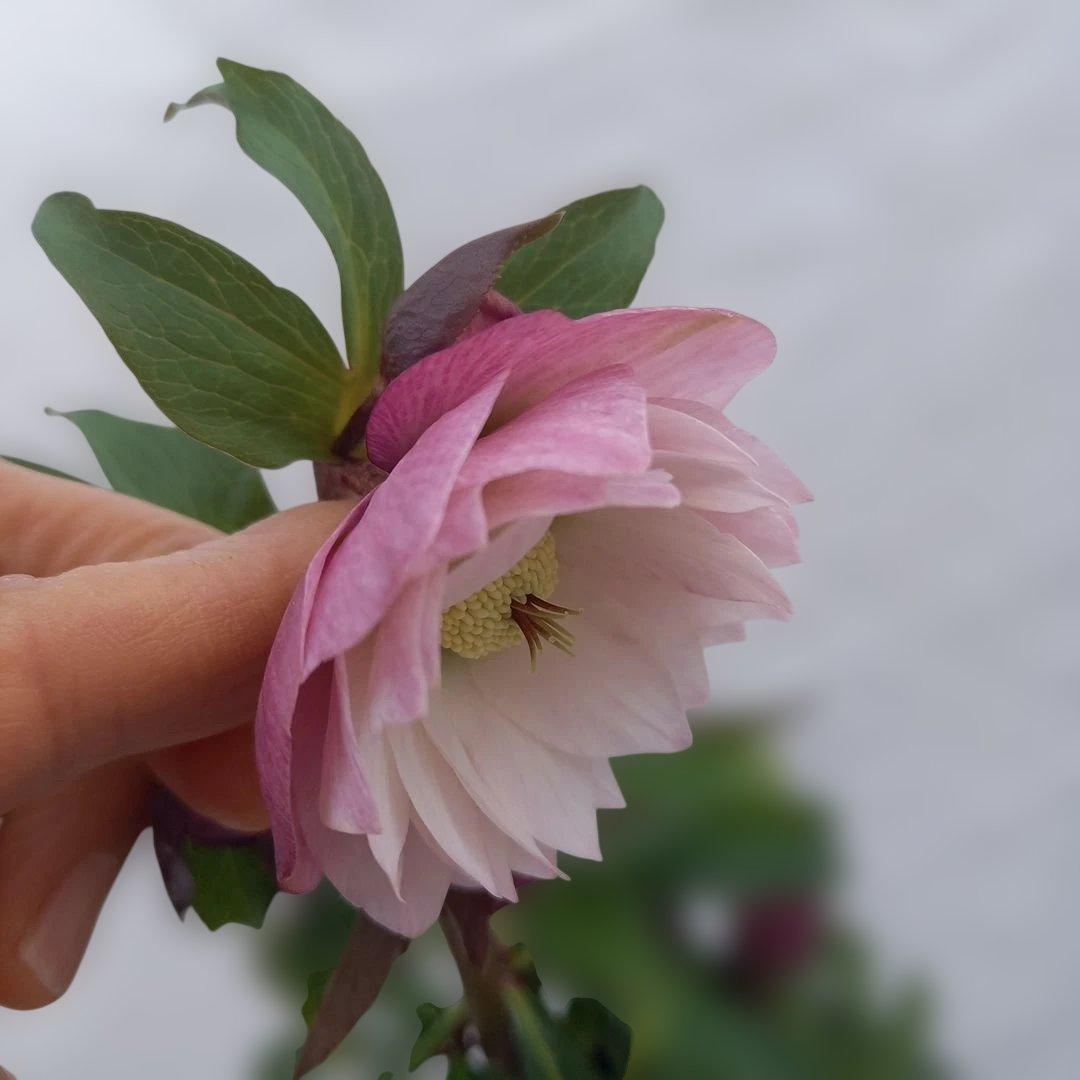 専用、優しいイチゴミルク系、クリスマスローズ、苗、開花株