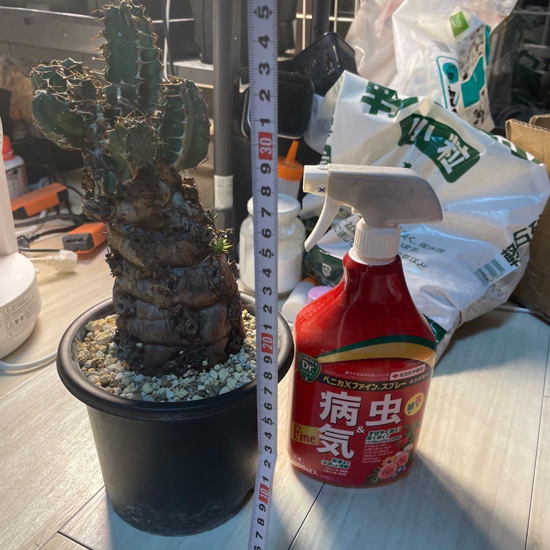 bon25  ユーフォルビア　ムランジーナ　現地球　発根確認済