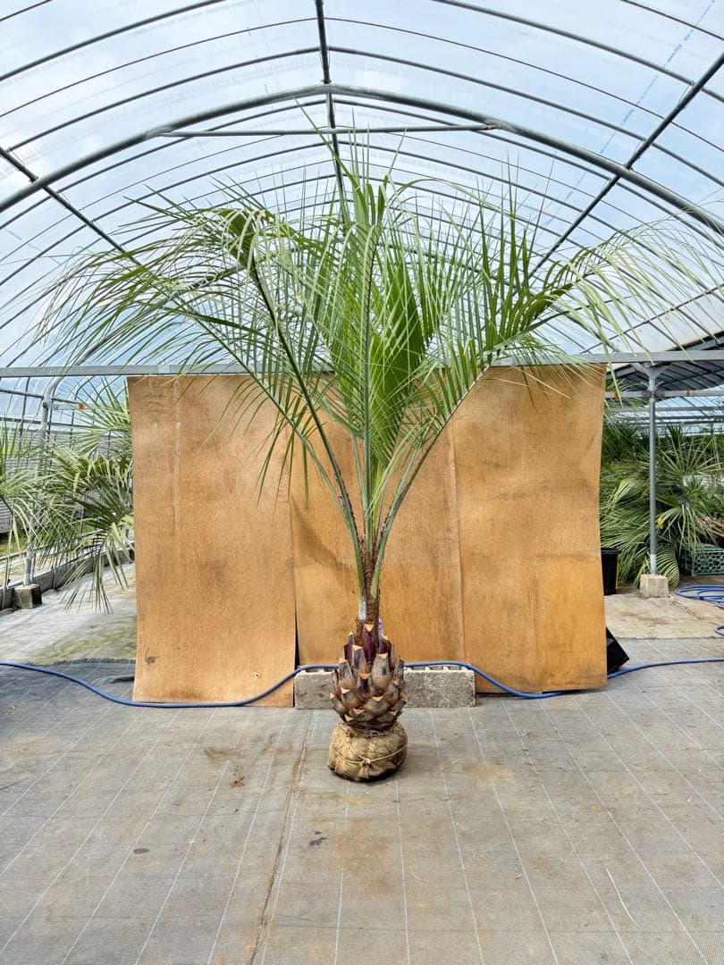 ココスヤシシルバーリーフ【極太】葉先270cm幹回り95cm 幹高50cm