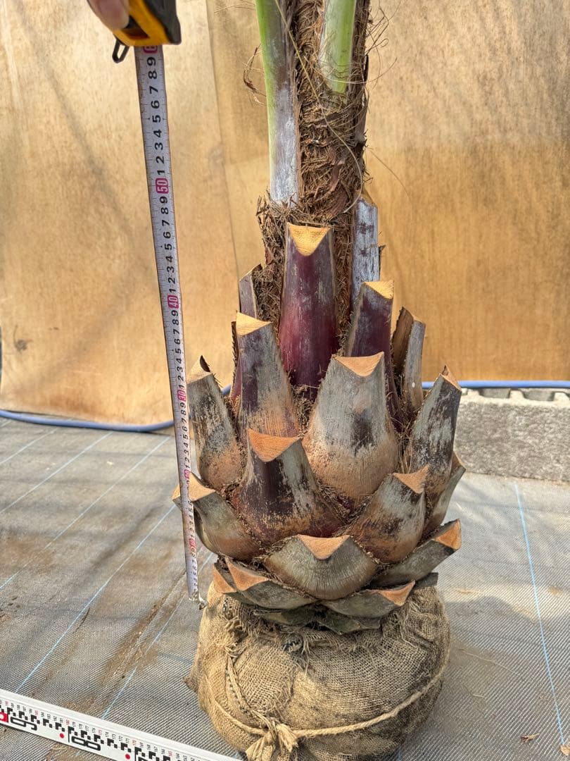 ココスヤシシルバーリーフ【極太】葉先270cm幹回り95cm 幹高50cm