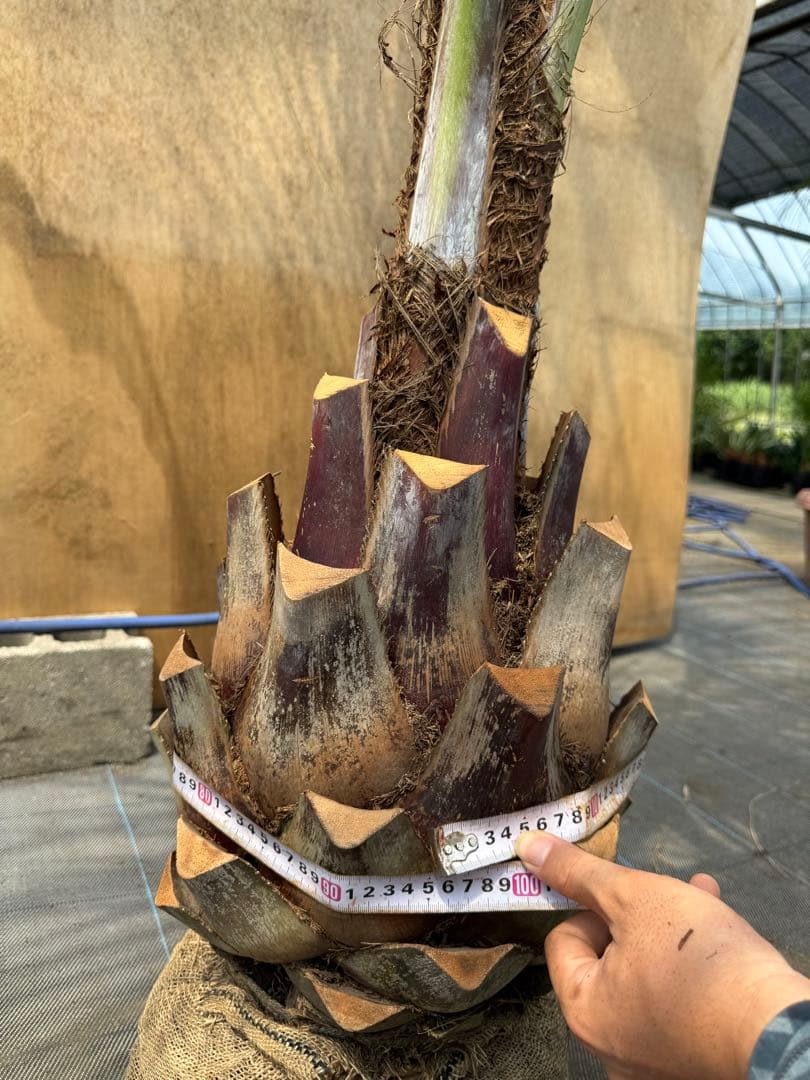 ココスヤシシルバーリーフ【極太】葉先270cm幹回り95cm 幹高50cm