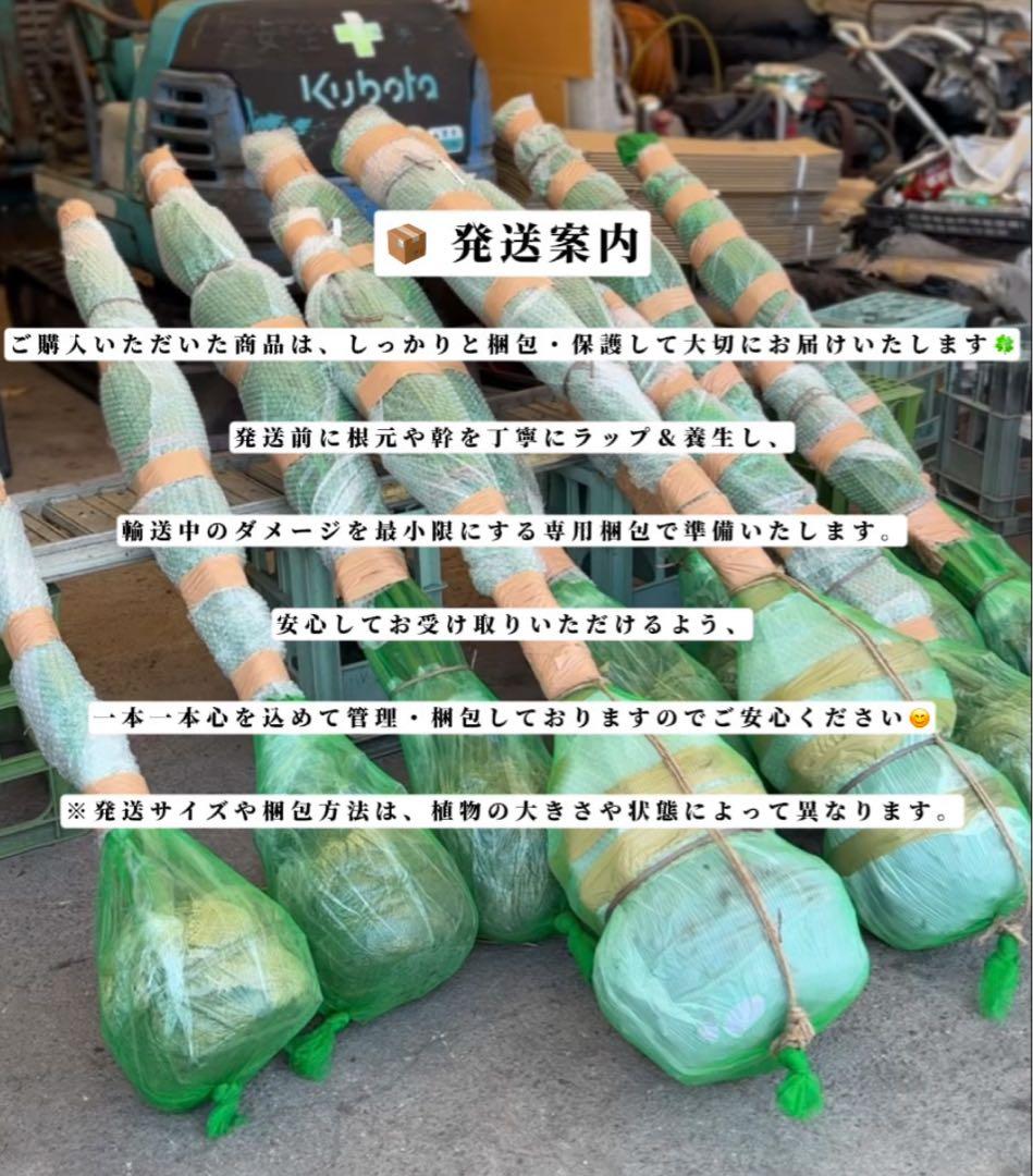 ココスヤシシルバーリーフ【極太】葉先270cm幹回り95cm 幹高50cm