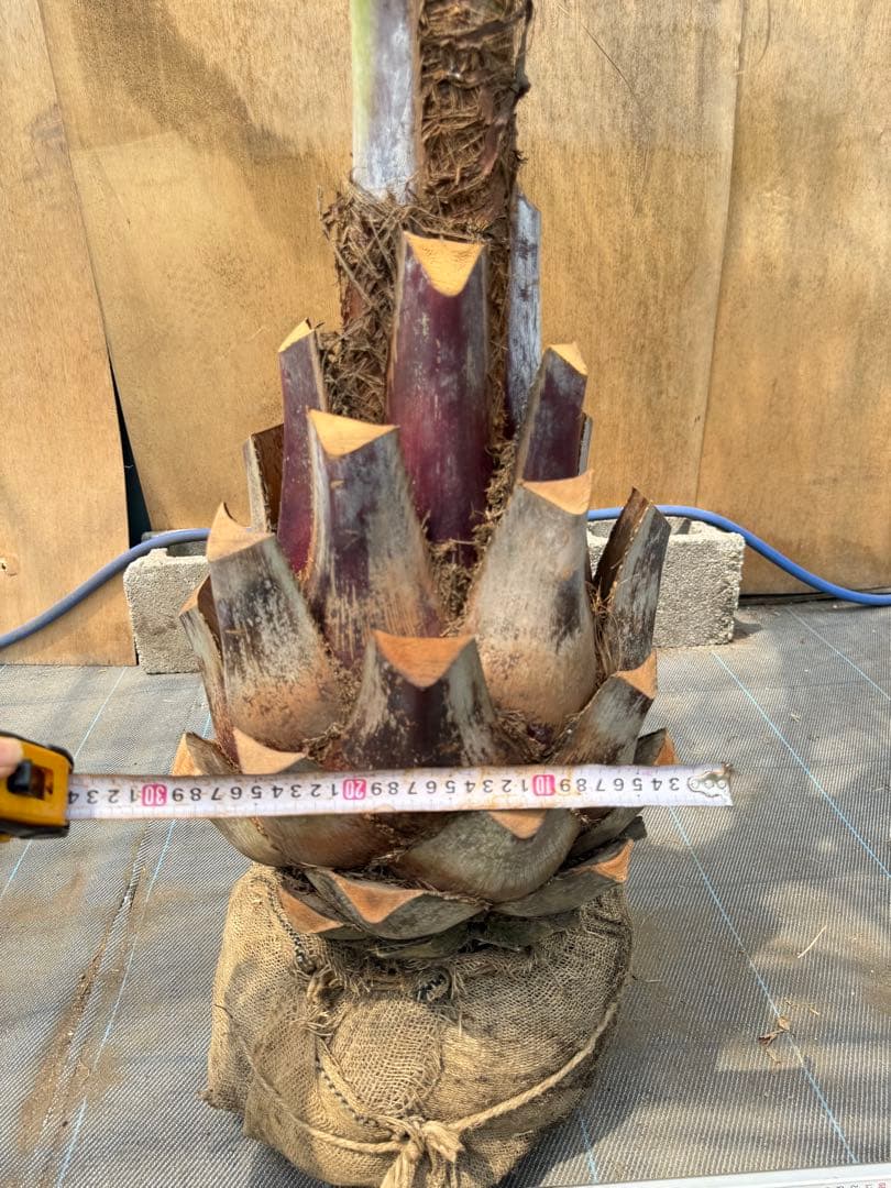 ココスヤシシルバーリーフ【極太】葉先270cm幹回り95cm 幹高50cm