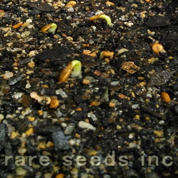 おいもやさん♪　種子セット②