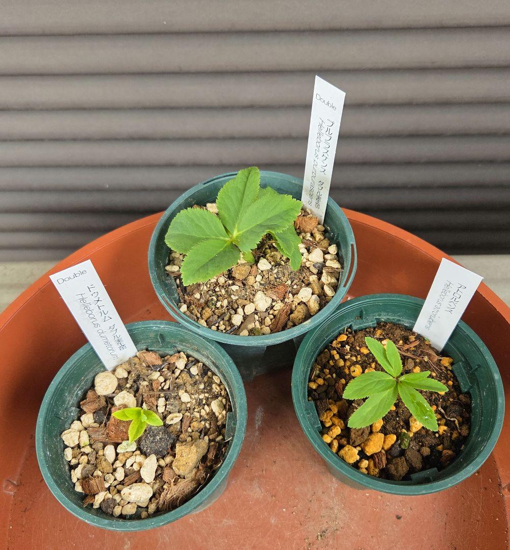 横山園芸　原種クリスマスローズ　3種