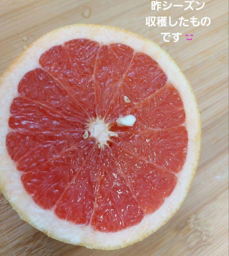 苗木専用 問い合わせページ 10月より再開...♪*゜冬の防寒対策参考画像あり