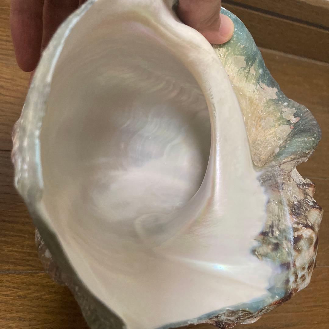 【沖縄産】夜光貝の殻　まとめ売り　10個　約10.4キロ①