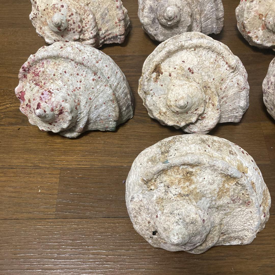 【沖縄産】夜光貝の殻　まとめ売り　10個　約10.4キロ①