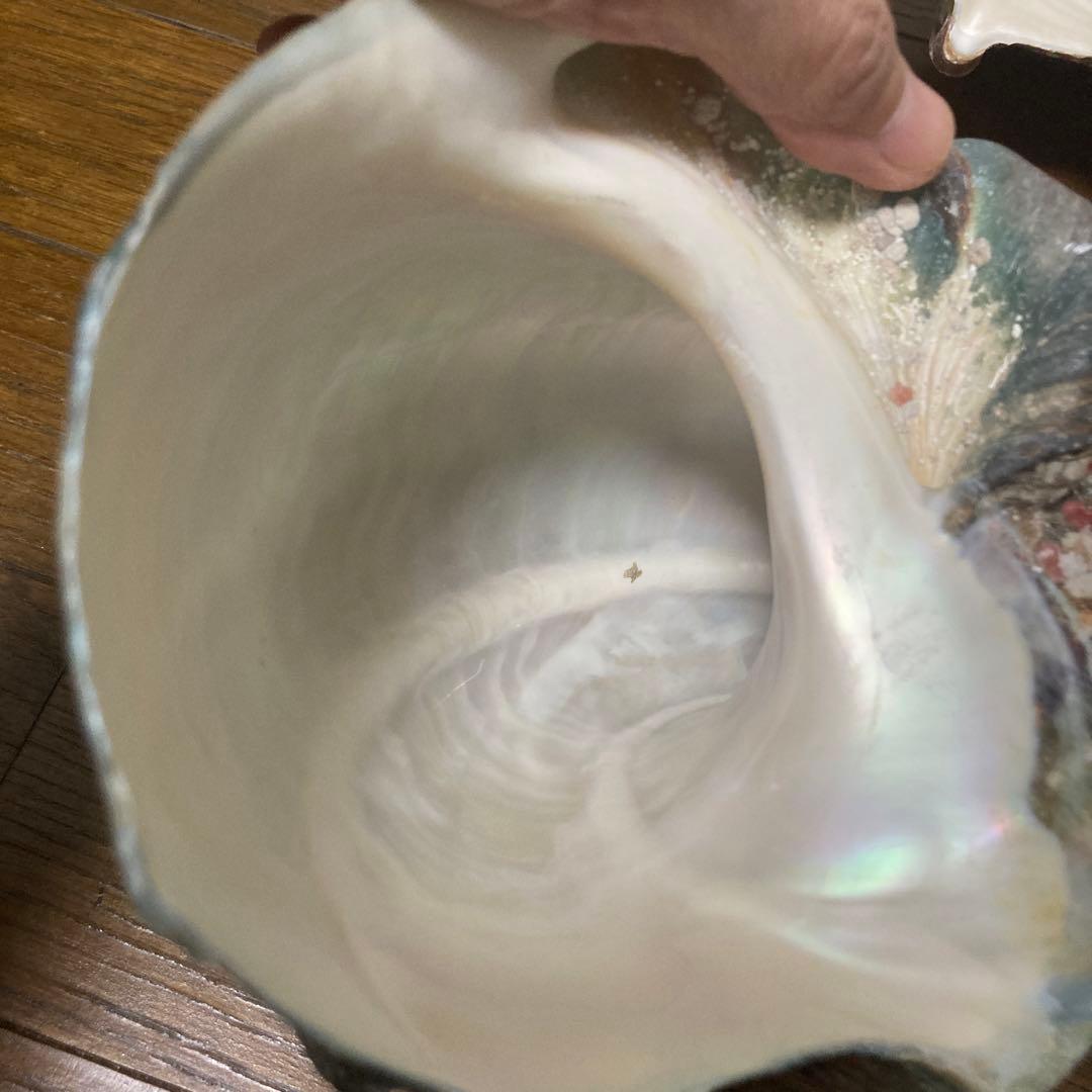 【沖縄産】夜光貝の殻　まとめ売り　10個　約10.4キロ①